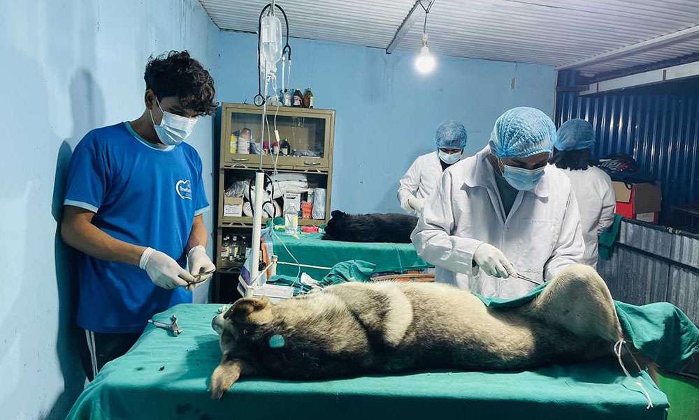 काठमाडौँ महानगरमा एक हजार १२० वटा सामुदायिक कुकुरको बन्ध्याकरण