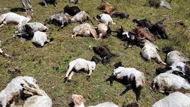 जुम्लामा भीरबाट लडेर ७० भेडा मरे